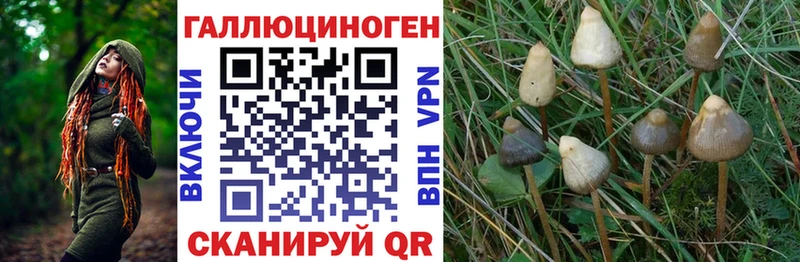OMG tor  Саки  Псилоцибиновые грибы Psilocybe 